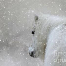 On a Cold Winter Day by Eva Lechner