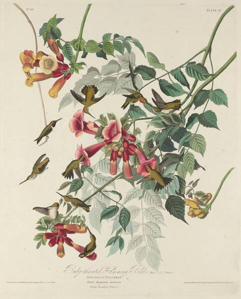 Wall Art - Drawing - Ruby-Throated Hummingbird #1 by Dreyer Wildlife Print Collections