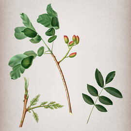 Vintage Pistachio Botanical Illustration on Parchment  by Holy Rock Design