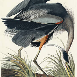 Great blue Heron by John James Audubon