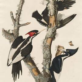 Ivory-Billed Woodpecker by Dreyer Wildlife Print Collections 