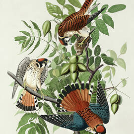 American Sparrow Hawk by John James Audubon