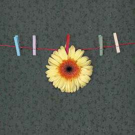 gerbera by Joana Kruse