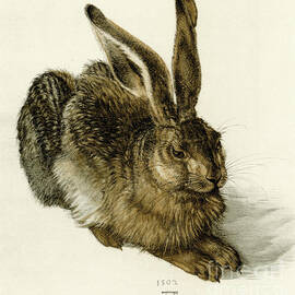 Young Hare by Albrecht Durer