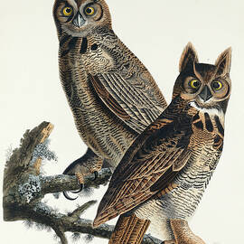 Great Horned Owl by John James Audubon