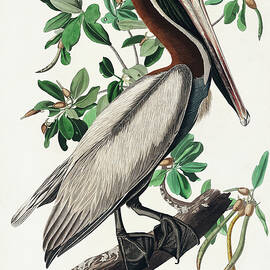 Brown Pelican by John James Audubon