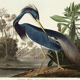 Louisiana Heron by John James Audubon