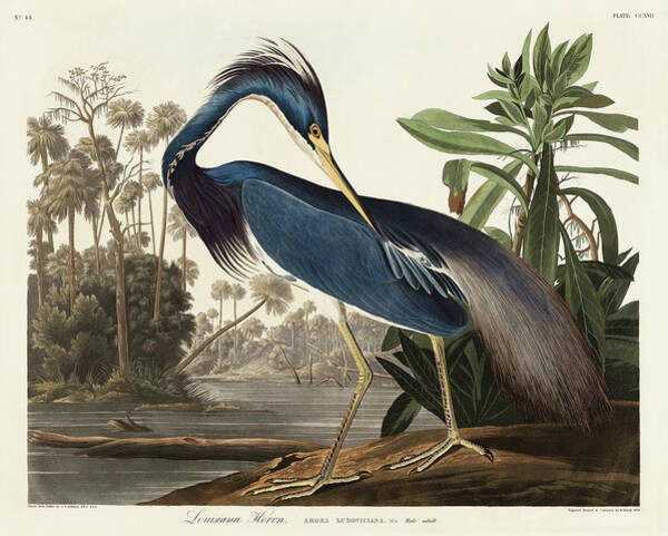 Wall Art - Drawing - Louisiana Heron #9 by John James Audubon