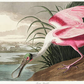 Roseate Spoonbill by John James Audubon