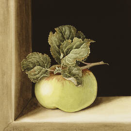 Apple by Jenny Barron