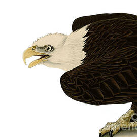 Bald eagle bird of prey by Madame Memento