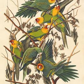 Carolina Parrot by Dreyer Wildlife Print Collections 