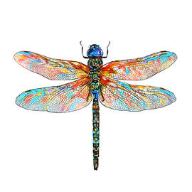 DragonFly II by Peter Farago