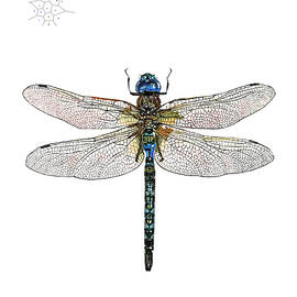 DragonFly by Peter Farago