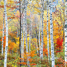 Fall Trees, Shinhodaka, Gifu, Japan by Panoramic Images