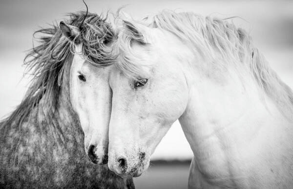 Wall Art - Photograph - Friends V by Tim Booth
