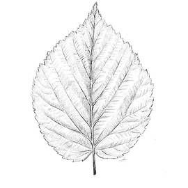 Leaf by Anna Abramskaya