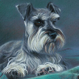 Miniature Schnauzer by Lucie Bilodeau