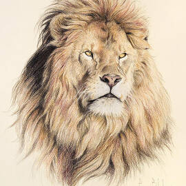 Mufasa by Lucie Bilodeau