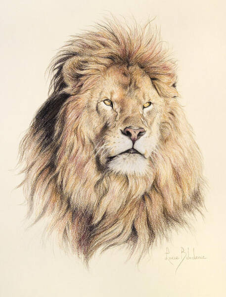 Wall Art - Drawing - Mufasa by Lucie Bilodeau