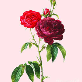 Red Roses by Madame Memento