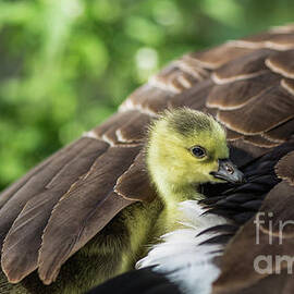 Safe Place by Eva Lechner