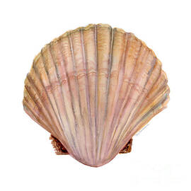 Scallop Shell by Amy Kirkpatrick