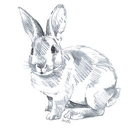 Sketched Rabbit Ii by Lanie Loreth