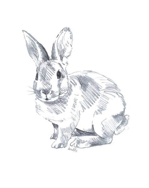 Wall Art - Drawing - Sketched Rabbit II by Lanie Loreth