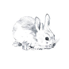 Sketched Rabbit Iii by Lanie Loreth