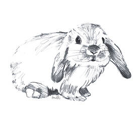 Sketched Rabbit Iv by Lanie Loreth