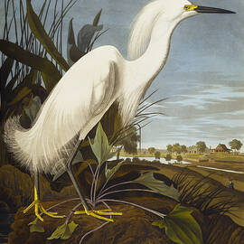 Snowy Heron by John James Audubon