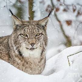 Snowy Lynx by Eva Lechner