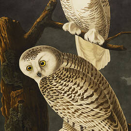 Snowy Owl by John James Audubon