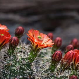 Spring in the Desert by Elisabeth Lucas
