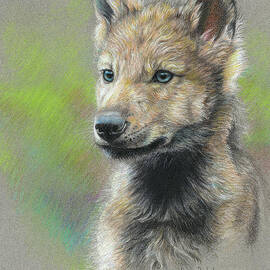 Study - Baby Wolf by Lucie Bilodeau