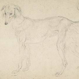 Study Of A Feathered Saluki, Facing Left by Sir Edwin Henry Landseer
