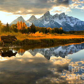 Teton Moose Sunset Stroll by Adam Jewell