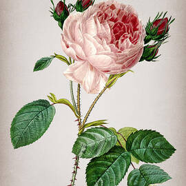 Vintage Centifolia Roses Botanical Illustration on Parchment by Holy Rock Design