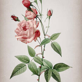 Vintage Common Rose of India Botanical Illustration on Parchment by Holy Rock Design