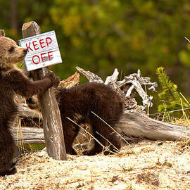 Yellowstone Junior Rangers by Adam Jewell