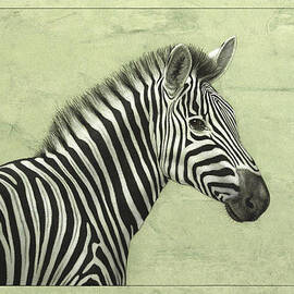 Zebra by James W Johnson